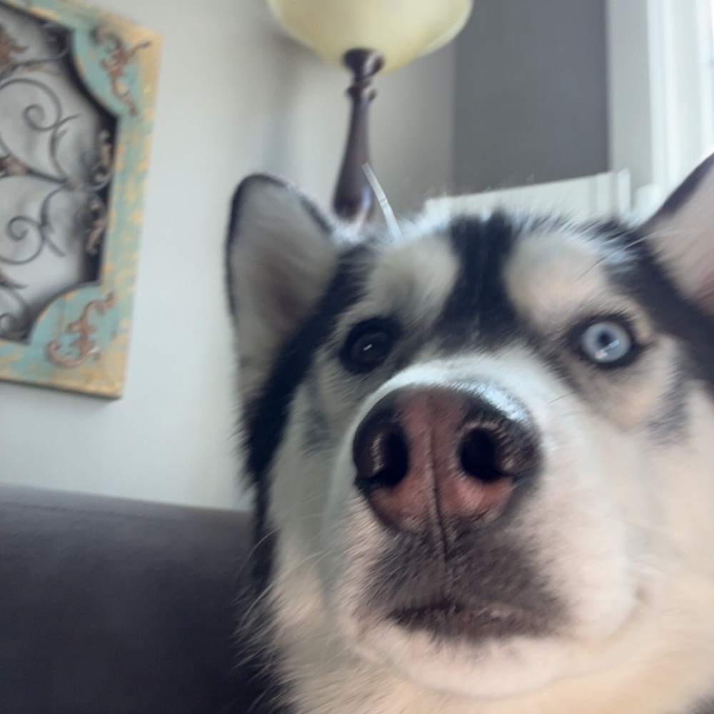 Meet your Posher, Sasha